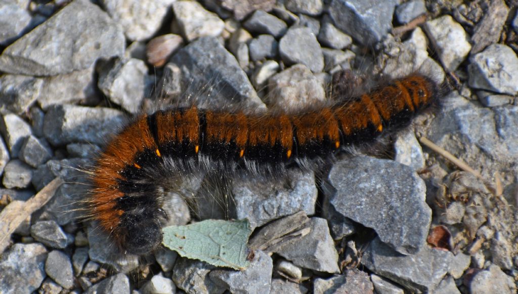 Bruco di... Macrothylacia rubi (Lasiocampidae)